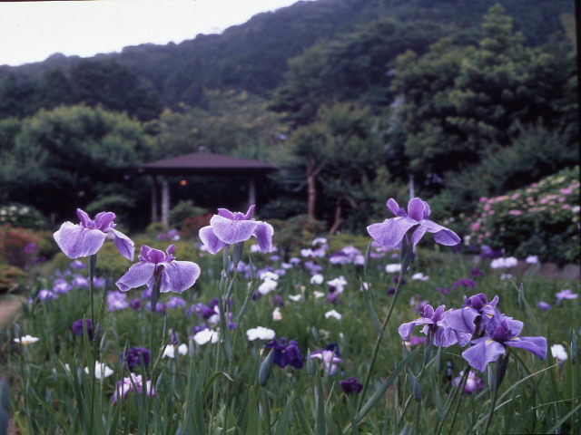 花菖蒲園　五百種の花々が艶を競います
