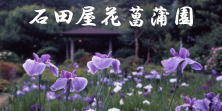 石田屋　庭内の花菖蒲　品種の画像